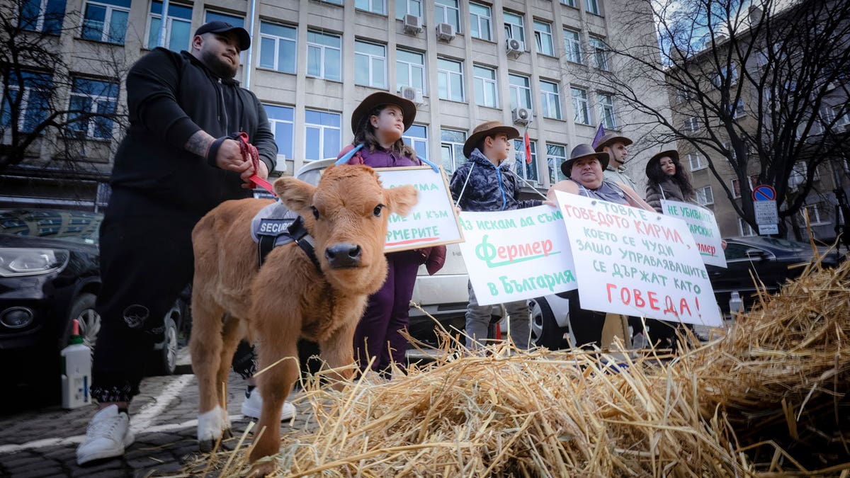 Bulgarian farmers hold posters as they attend farmers protest with their a week old calf in front of Agriculture Ministry in Sofia