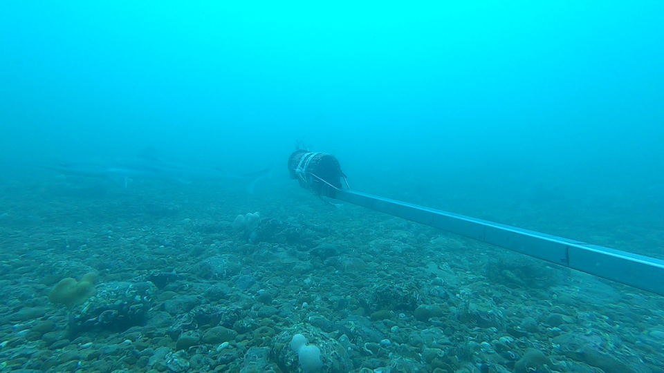 The tope shark spotted off the coast of Sussex.