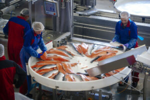Why Huge Numbers of Farmed Salmon Are Dying