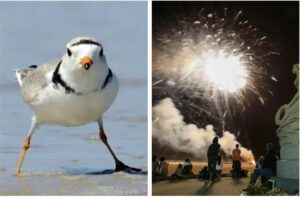 Hampton Beach Memorial Day fireworks canceled due to piping plovers