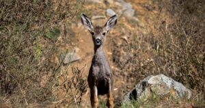 Plan to shoot Catalina deer from helicopters is scrapped