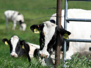 Scientists fear the U.S. could also be lacking fowl flu circumstances in farm employees : Photographs